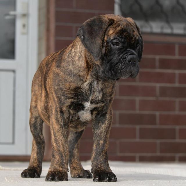 BullMastiff Puppies | WhatsApp me : +66 63 826 3042 รูปที่ 4