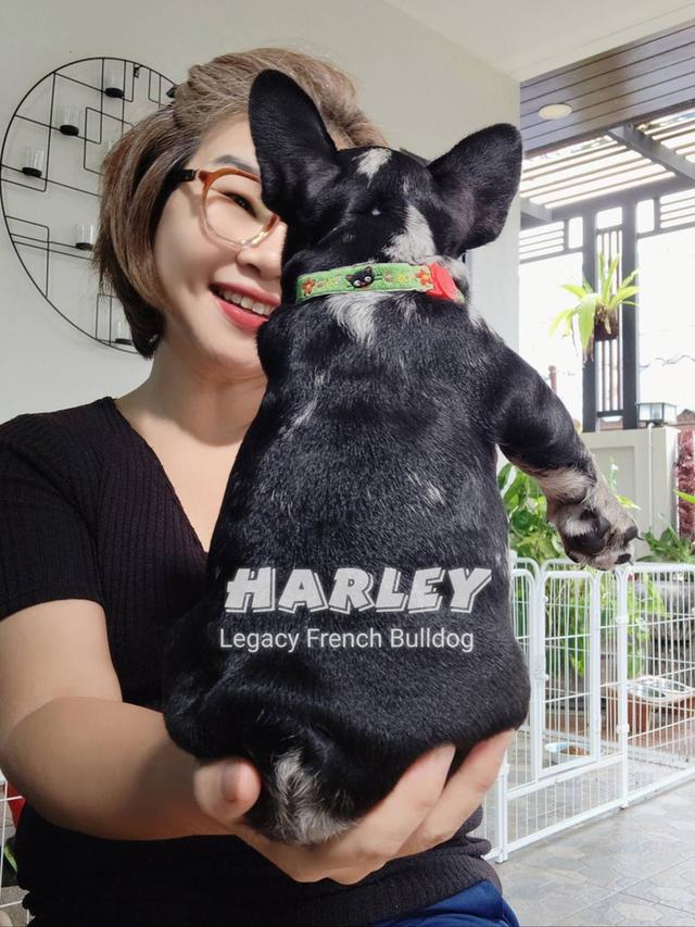 Harley, Exotic French Bulldog, black merle, rare color 16