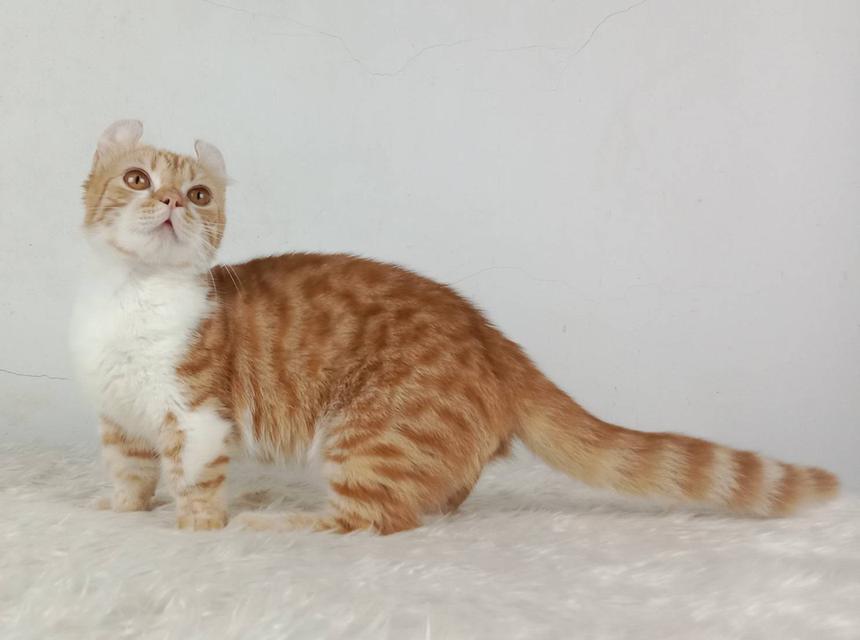 4.แมวมันช์กิ้น/เพศผู้ หาบ้าน Munchkin Cat/Male looking for a new home 6