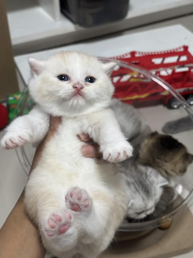 แมวบริติช British shorthair