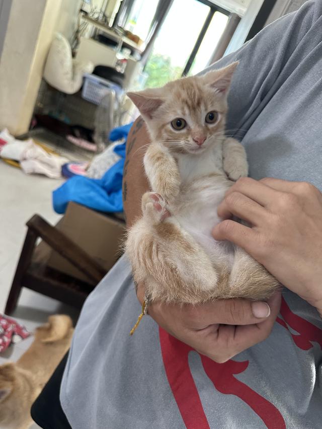 ลูกแมวสก็อตติช เพศผู้1 เมีย 1