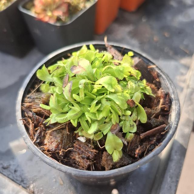 พืขกินแมลง กาบหอยแครง