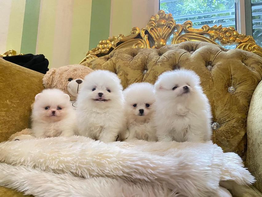 ลูกปอมแท้ อ้วนกลมฟูหมีๆ น่ารักมาก มาดูตัวจริงได้ค่ะ รูปที่ 7
