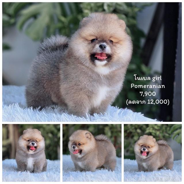 ปอมเมอเรเนียนแท้ สีส้ม เพศเมีย รูปที่ 2