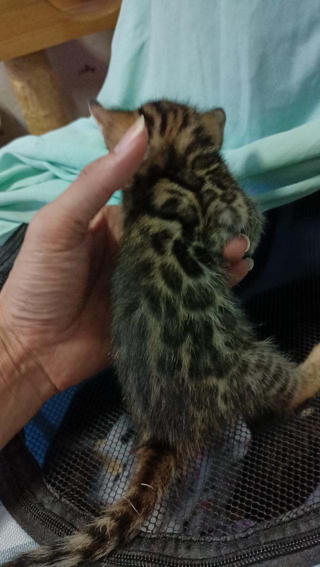 ลูกแมวเบงกอล Bengal Cat รูปที่ 4