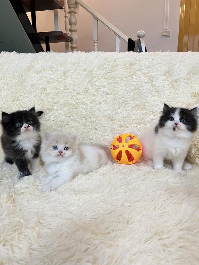 แมวเปอเซีย 15