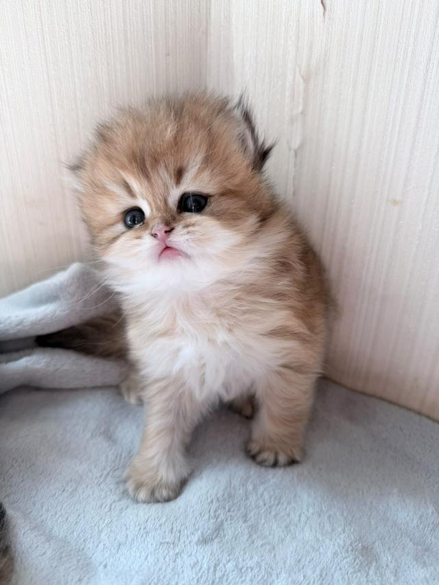 British Longhair Kitten 4