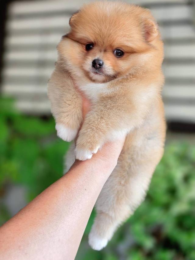 ปอมเมอเรเนียนแท้ เพศหญิง พร้อมย้ายบ้าน รูปที่ 10