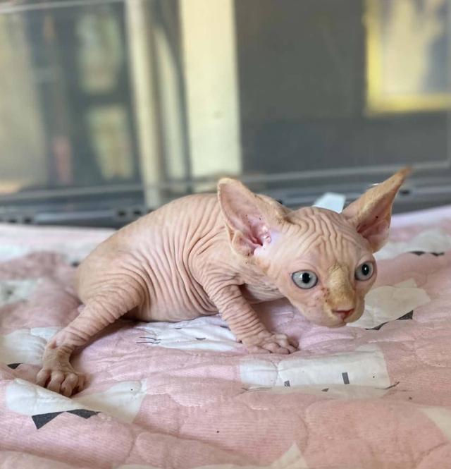 4.แมวสฟิงซ์ เพศผู้ Sphynx Cat Male