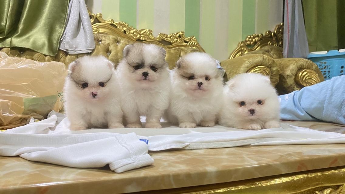 ลูกปอมแท้ อายุ50วัน อ้วนกลมฟู หมีๆ สีสวย ทรงสวย พร้อมย้ายบ้าน