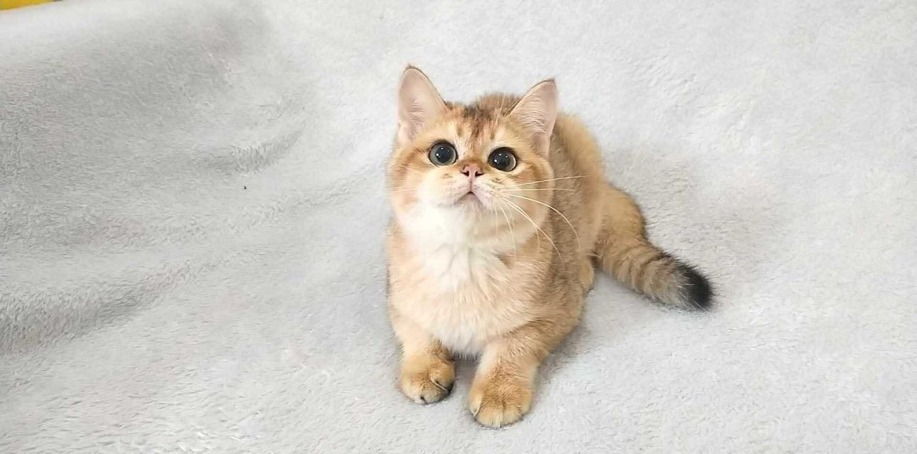 British Shorthair BOY