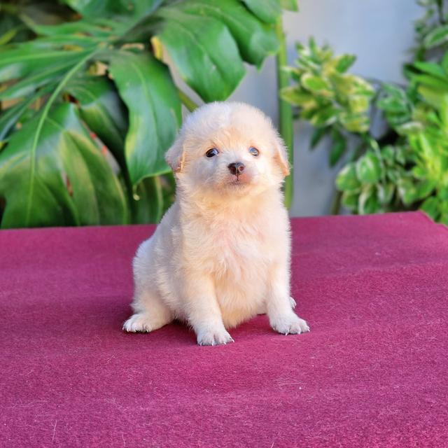 Poodleพุดเดิ้ลแท้สีขาวครีมน้องฟ้าสุดหล่อ 1