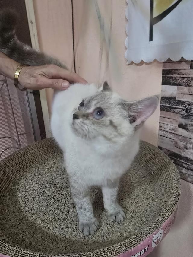 Siamese British Cat "แมววิเชียรมาศบริติชช็อตแฮร์" 6