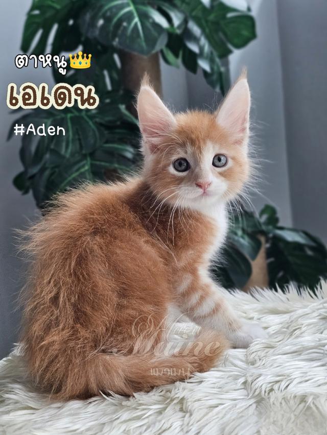 ลูกแมวเมนคูน เพศผู้ สายพันธ์แท้