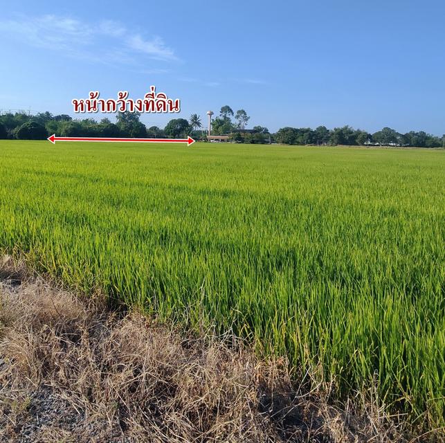 ขายที่นา10ไร่ หนองเสือ คลอง9 ปทุมธานี ถนนคอนกรีต2เลนส์ 12M 8