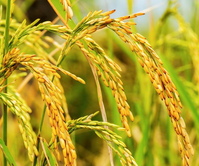 เมล็ดพันธ์ข้าวหอมมะลิ 105 จังหวัดขอนแก่น ข้าวเปลือก