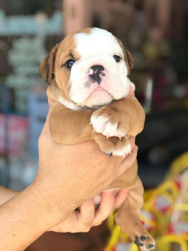 English Bulldog Puppies for Sale รูปที่ 4