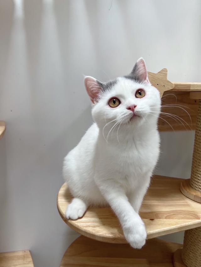 แมวบริติชช๊อตแฮร์(ขนสั้น) 5