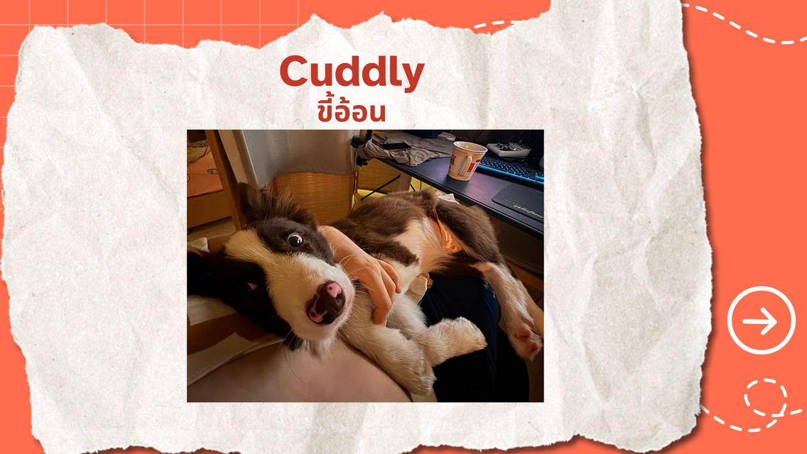 Border Collie 7 months 💕บอร์เดอร์ คอลลี่ อายุ 7 เดือน 3