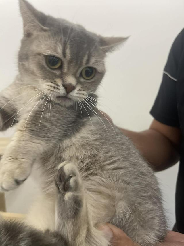 แมว Munchkin ขาสั้นสุด 5