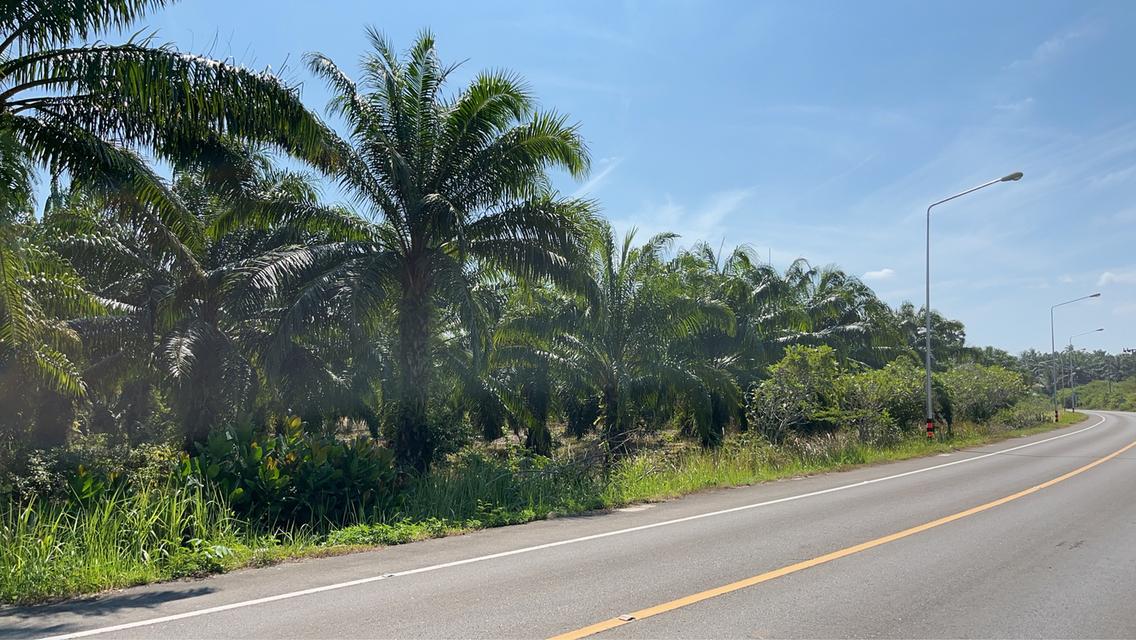 ที่ดิน ติดทะเล สวนปาล์ม 9