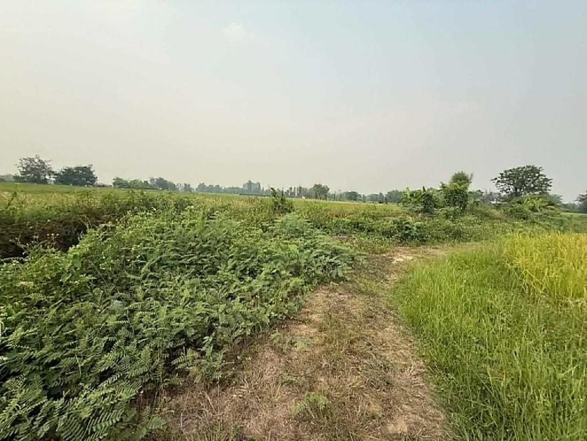 ขายที่ดิน ทุ่งนา เชียงใหม่ 5