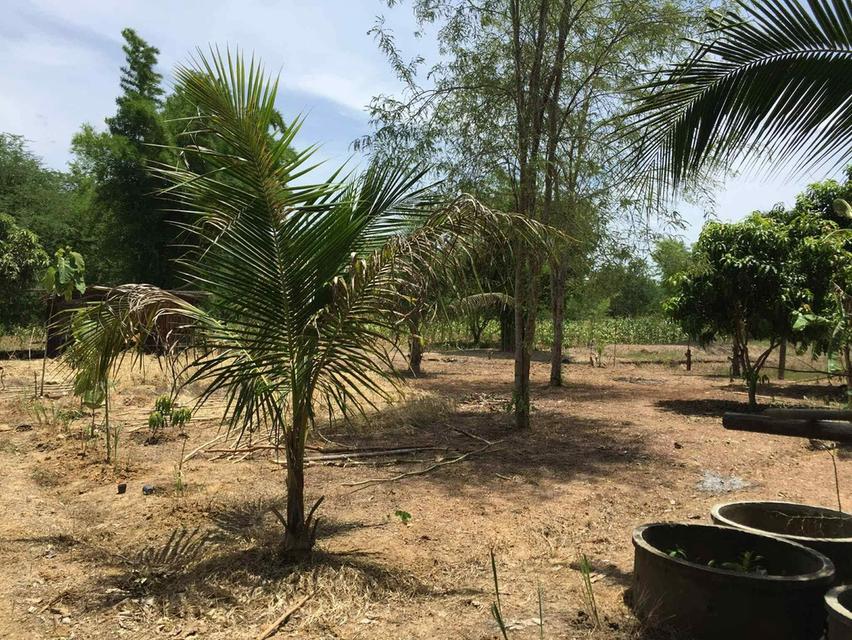 ที่ดินแปลงสวยเพชรบูรณ์ใกล้ถนนหลักใกล้ชมชนใกล้แหล่งท่องเที่ยว 13