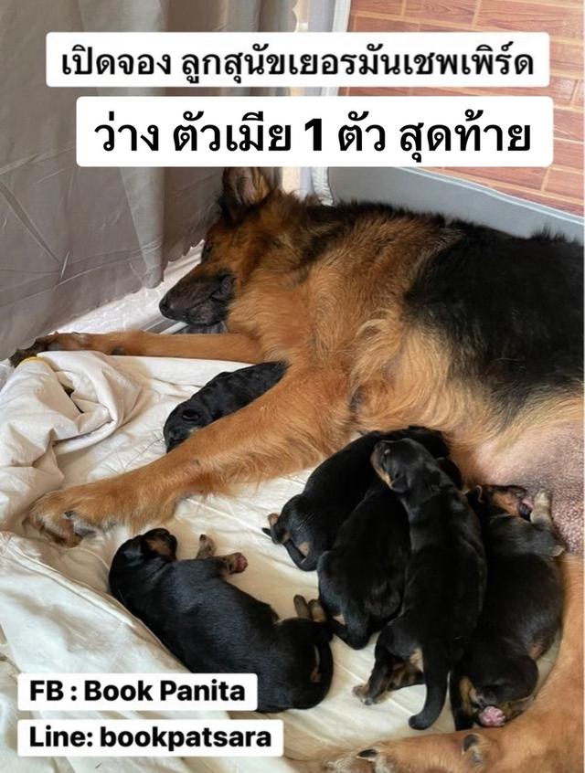 ลูกสุนัขเยอรมันเชพเพิร์ด (อัลเซเชี่ยน สุนัขตำรวจ) ว่าง เมีย 1 ตัว สุดท้าย!!