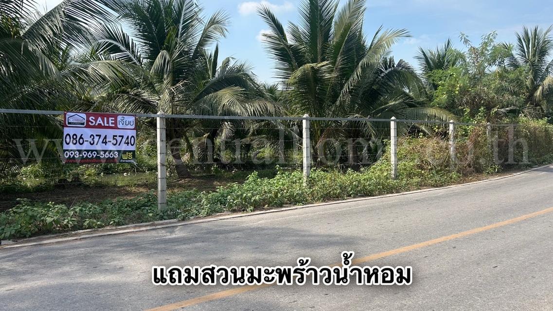 ที่ดิน 10-2-19 ไร่ แหลมใหญ่ อ.เมือง สมุทรสงคราม ใกล้ถนนพระราม 2 8