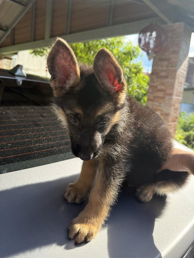 หมาเยอรมันแชดเพริด 4