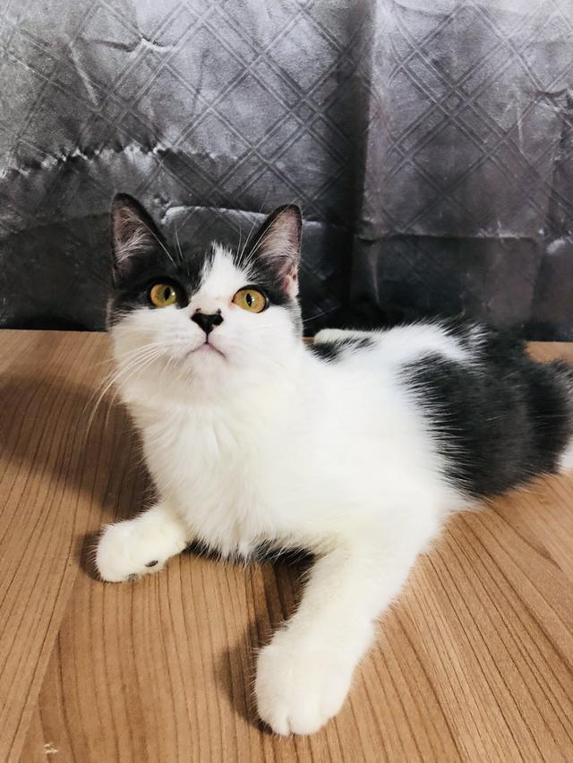 น้องแมวพันธุ์ อเมริกันเคิร์ลผสมหิมาลายัน เพศเมีย ( สี เทา ขาว )