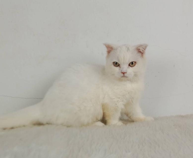 1.แมวมันช์กิ้น/เพศเมีย หาบ้าน Munchkin Cat/Female looking for a new home 4