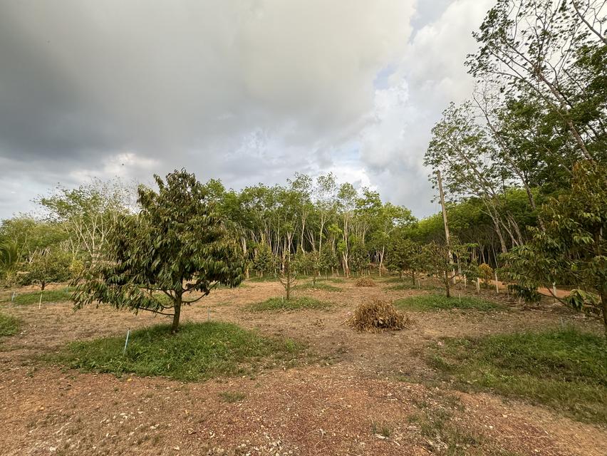 บ้านหลังใหญ่ พร้อมทุเรียน4ปี และสวนยางพารา 11