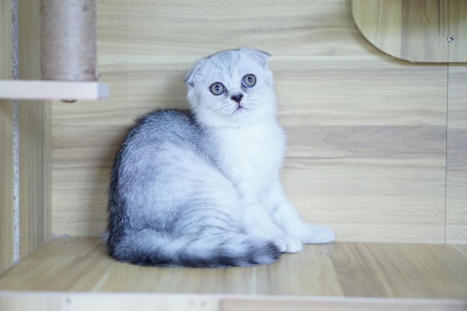 แมว สก็อตทิชหูพับ เพศเมีย รูปที่ 10