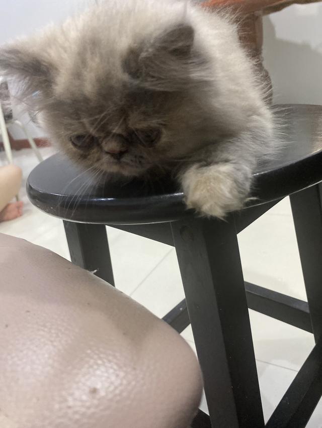 แมวเอ็กโซติก