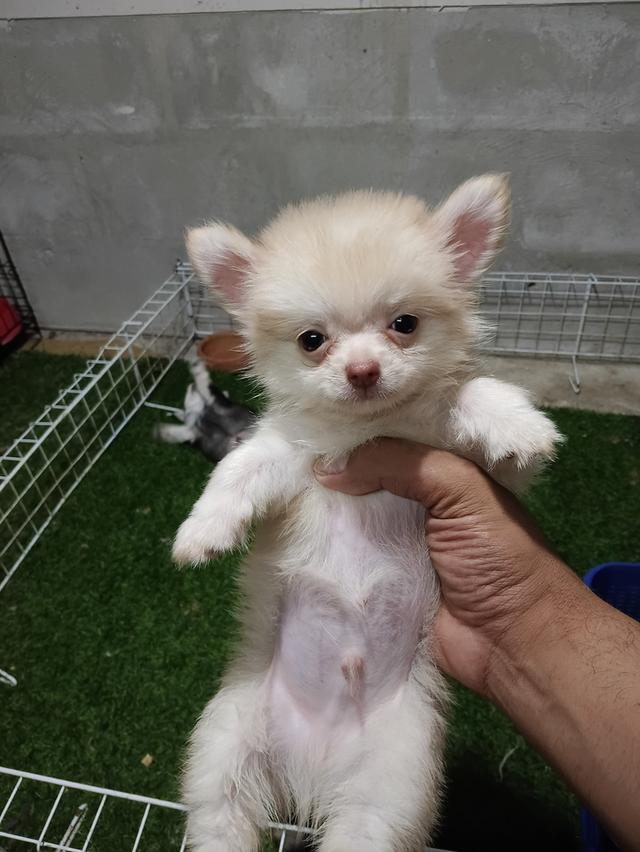 ลูกสุนัขชิวาวาขนยาวเพศชาย