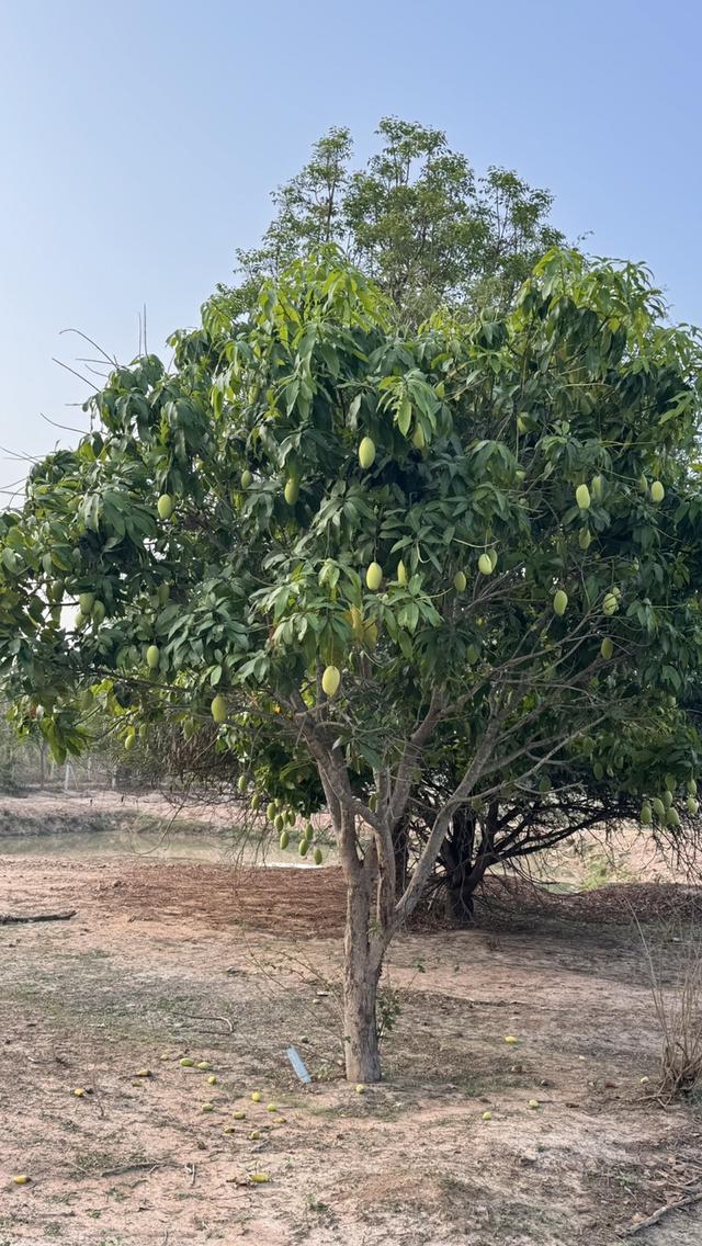 ที่ดินพร้อมบ้านพัก ขนาด 5 ไร่ 7