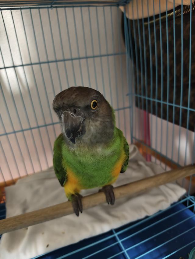 นกแก้ว เซเนกัล สนใจรับเลี้ยงทักครับ