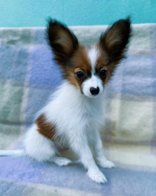 Papillon Puppies WhatsApp me : +66 63 826 3042 รูปย่อยที่ 2