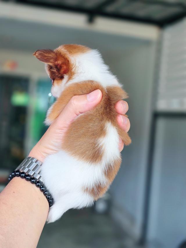 Chihuahuaขนยาวพันธุ์แท้น้องยูโรเพศผู้ 6