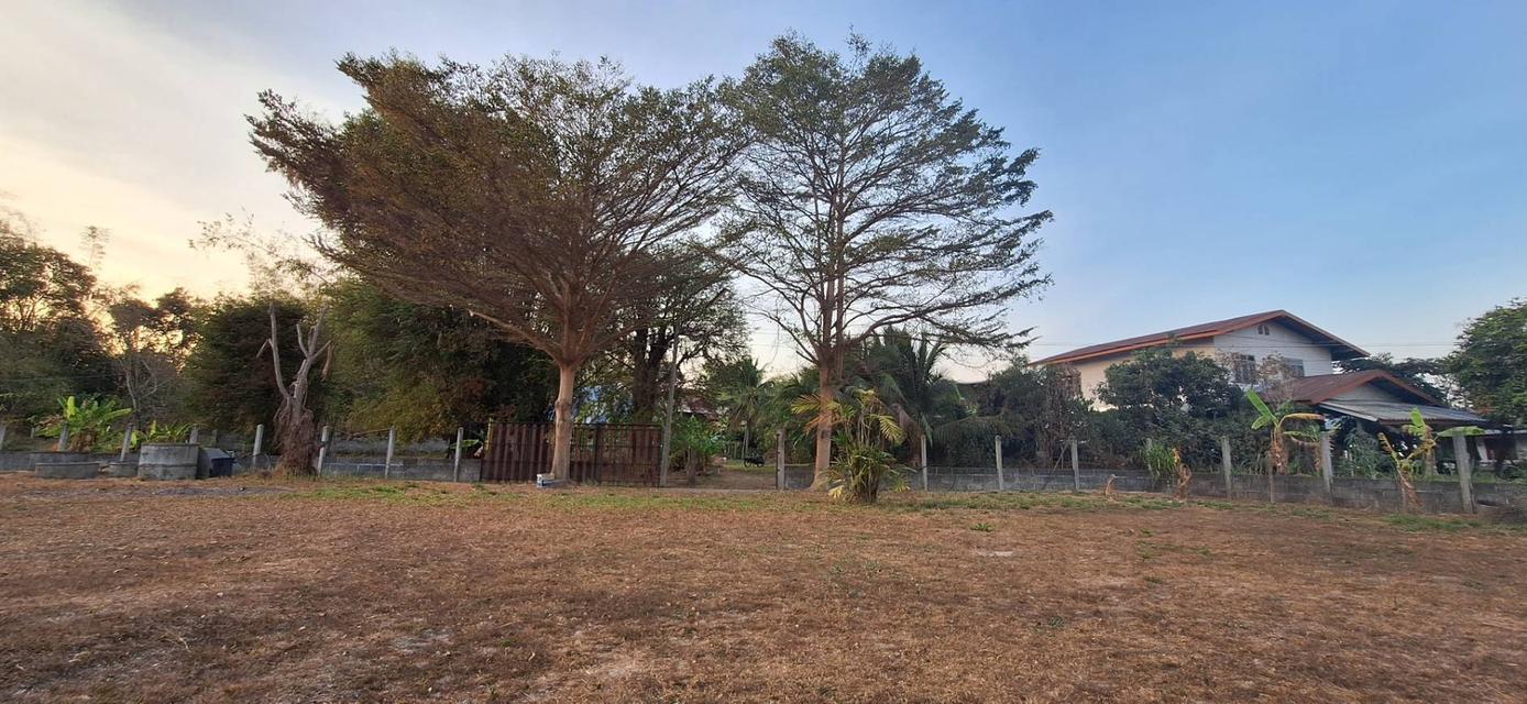 ขายที่ดิน 230 ตร.ว. ติดถนน 4 เลน ตำบลโนนกลาง อ.สำโรง อุบลฯ ใกล้โรงเรียนมัธยม 5