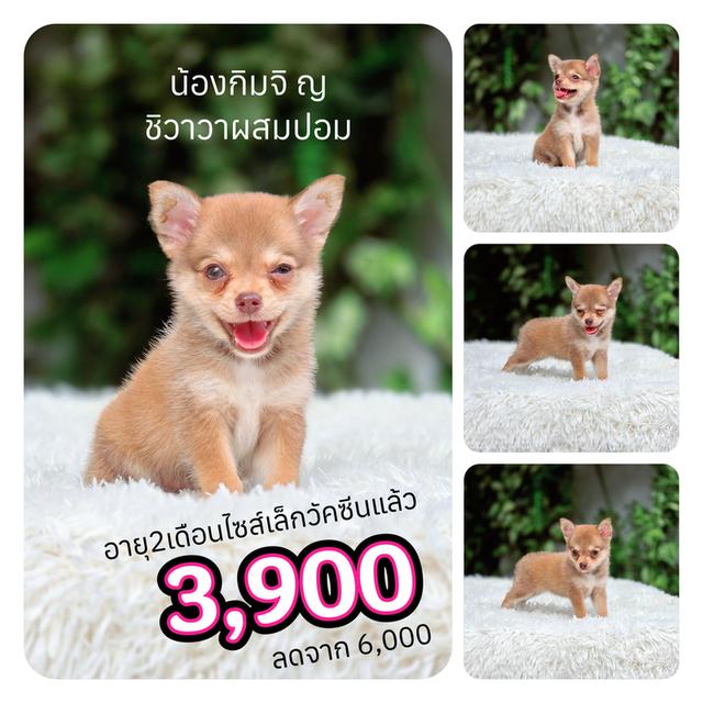 ชิวาวาผสมปอมเพศเมียSALE3900เท่านั้นมีส่งเก็บปลายทาง