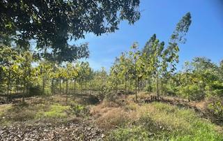 ขายที่ดินติดริมแม่น้ำน่าน อำเภอชุมแสง จังหวัดนครสวรรค์ 6