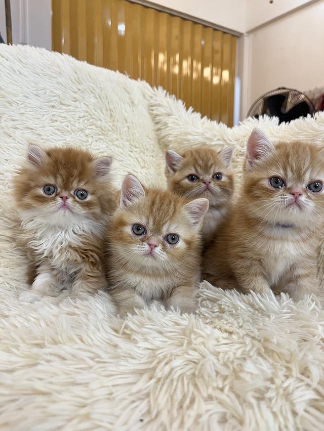 แมวสีส้ม เพศเมียสวยมากแท้ รูปที่ 5