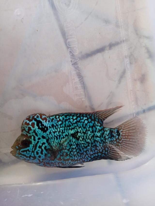 ปลาหมอสีFlowerhornทรงช็อตบอดี้ ไซร์2นิ้ว มุกสวย แดง หัวใหญ่ รูปที่ 4