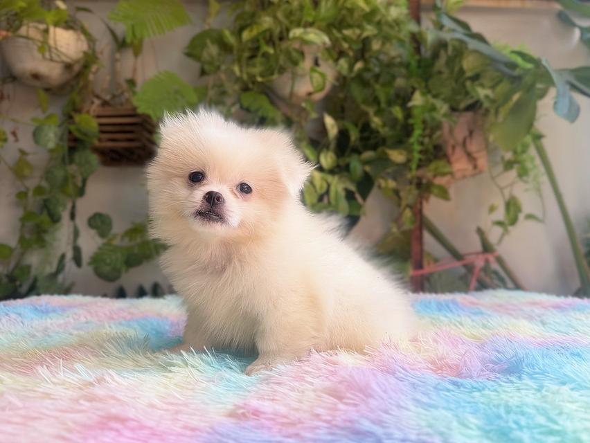 ปอมผสมชิวาวาสีขาวครีมเพศเมียพิกัดรามอินทรา 7