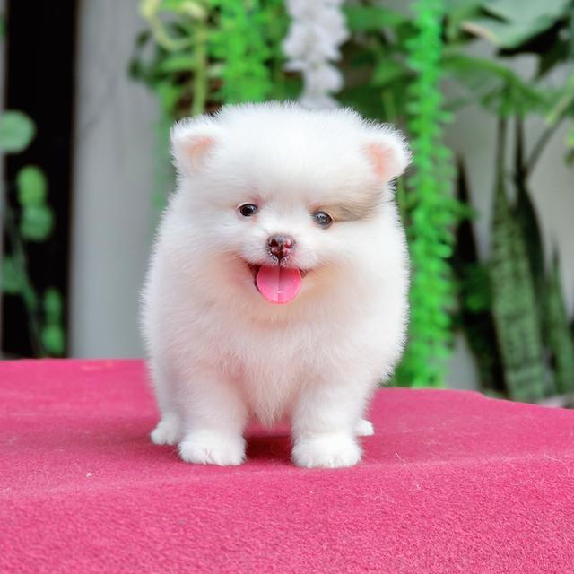 Pomeranian เพศผู้น้องซีม่อน