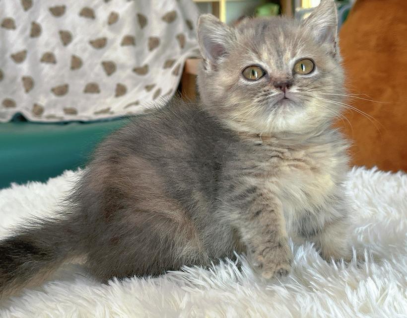 munchkin female Short leg 2