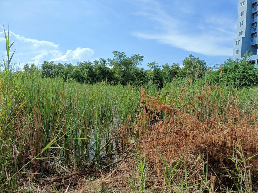 ที่ดิน ชะอำ 404 ตร.วา ใกล้หาด 300ม. 10