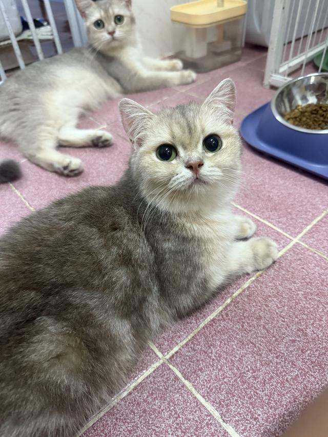 แมวบริติช 5